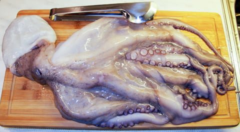 Octopus 2,8 kg